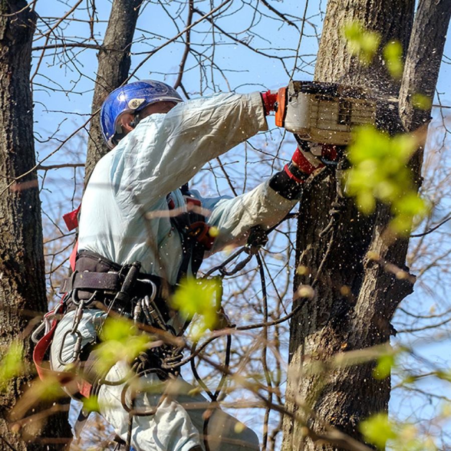 Potatura e abbattimenti L’ARMONIA IN GIARDINO DITTA BERIACH FLAVIO a Cividale del Friuli