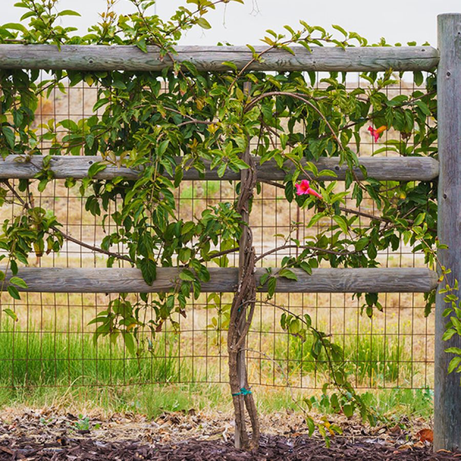 Strutture in legno L’ARMONIA IN GIARDINO DITTA BERIACH FLAVIO a Cividale del Friuli