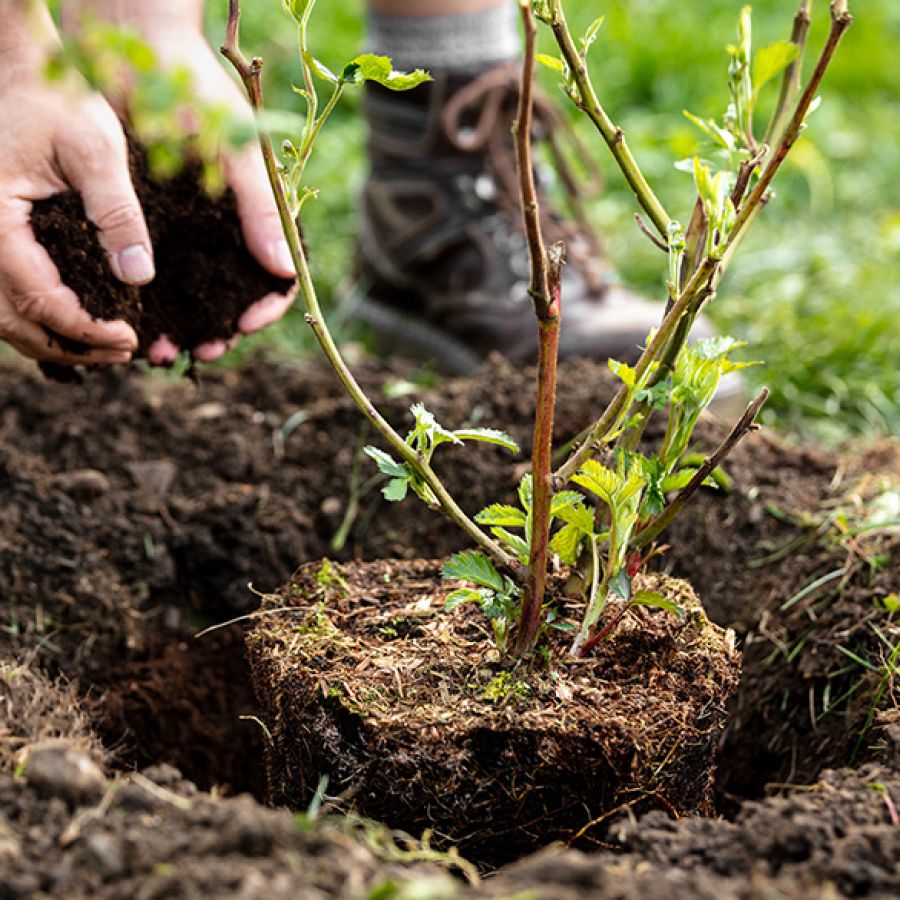 Piantumazione L’ARMONIA IN GIARDINO DITTA BERIACH FLAVIO a Cividale del Friuli